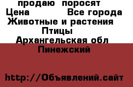 продаю  поросят  › Цена ­ 1 000 - Все города Животные и растения » Птицы   . Архангельская обл.,Пинежский 